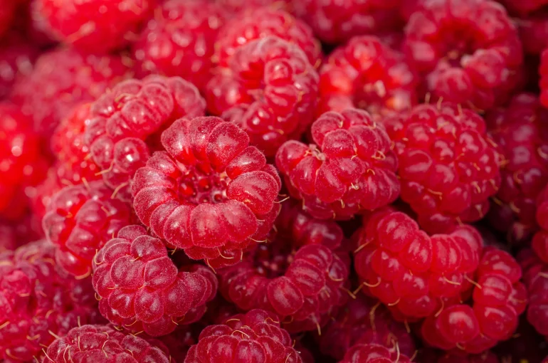 Himbeeren frisch gesund Ernährung