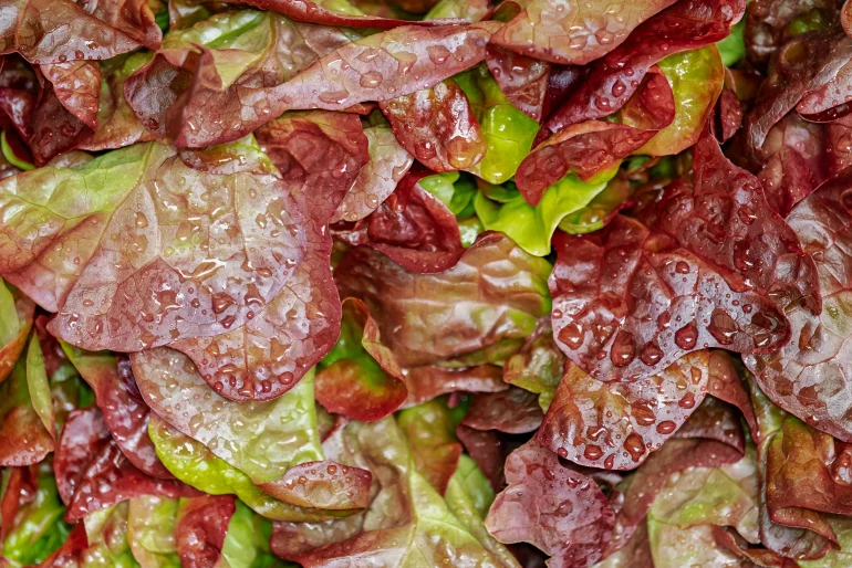 Lollo Rosso Schnittsalat Salat